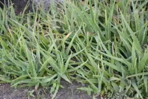 Aloe Vera en la Biblia: Descubriendo su Importancia y Simbolismo Sagrado