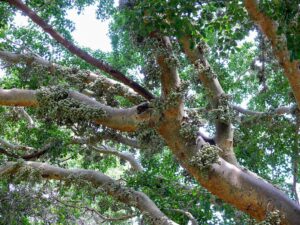 Árbol Sicomoro en la Biblia: Significado y Simbolismo Profundo en las Escrituras Sagradas