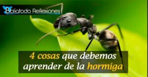La Hormiga en la Biblia: Un Análisis Profundo de su Simbolismo y Lecciones Essenciales