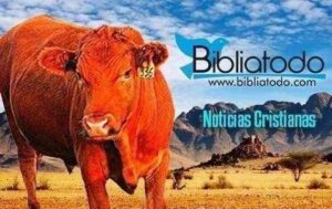 La Vaca Roja en la Biblia: Significado Profundo e Interpretaciones Bíblicas