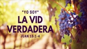 La Vid en la Biblia: Significado Profundo y Revelador en Versículos Bíblicos