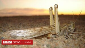 Langostas en la Biblia Apocalipsis: Un Análisis Profundo del Simbolismo Bíblico