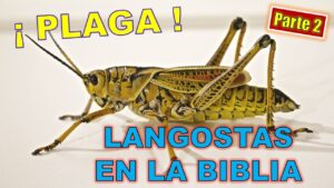 Langostas en la Biblia: Significado y Simbolismo en las Sagradas Escrituras