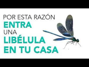 Libélula significado en la Biblia: Descubre el simbolismo bíblico de este fascinante insecto