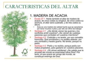 Madera de Acacia en la Biblia: Significado Profundo y Usos Sagrados