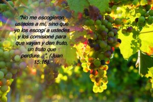 Pámpano en la Biblia: Profundo Análisis y Significado en el Contexto Bíblico