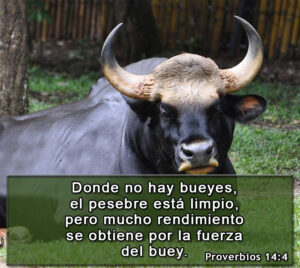 ¿Qué es un Buey en la Biblia? Descubre el Significado y Simbolismo de este Animal Sagrado