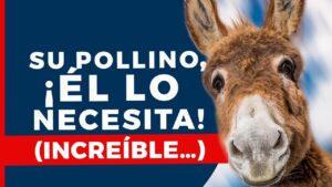 ¿Qué es un Pollino en la Biblia? Descubriendo el Significado de este Icono Bíblico