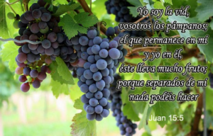 ¿Qué es Vides en la Biblia? Descifrando el Significado y Simbolismo Bíblico de la Vid