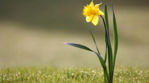 Que significa el color amarillo en la Biblia: Descifrando los misterios de los colores bíblicos