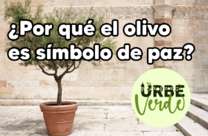 Qué Significa la Rama de Olivo en la Biblia: Un Símbolo de Paz y Esperanza en las Escrituras Sagradas