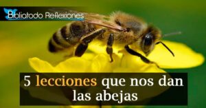 ¿Qué significan las abejas en la Biblia? Explorando su simbolismo bíblico