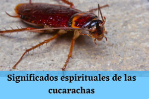 ¿Qué significan las Cucarachas en la Biblia? Descubre el Misterioso Simbolismo Bíblico de estos Insectos
