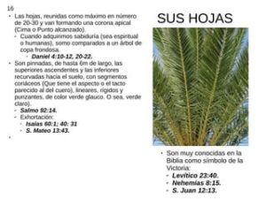 Que simboliza la palmera en la Biblia: Descifrando los Significados Ocultos en el Texto Sagrado