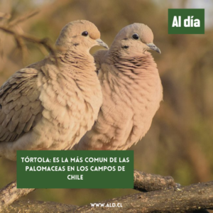 ¿Qué son las tórtolas en la Biblia? Descubre el significado y la simbología de estas aves en los textos sagrados