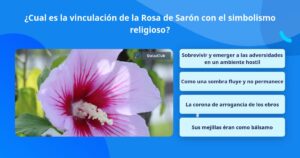 Rosa de Saron en la Biblia: Profundo Significado y Simbolismo en el Texto Sagrado