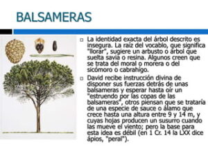 Significado de Balsameras en la Biblia: Descubriendo Su Importancia y Simbolismo en las Sagradas Escrituras