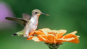 Significado del Colibrí en la Biblia: Descubre su Simbolismo y Mensaje Divino