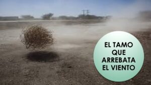 Significado del Tamo en la Biblia: Un Símbolo Profundo Revelado