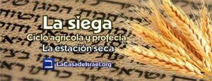 Tiempo de la Siega en la Biblia: Profundo Análisis y Significado Bíblico