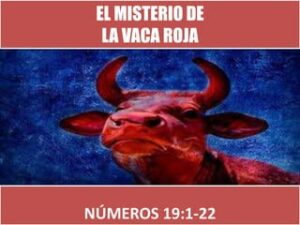 Vacas Rojas en la Biblia: Un Misterio Divino Revelado en las Escrituras